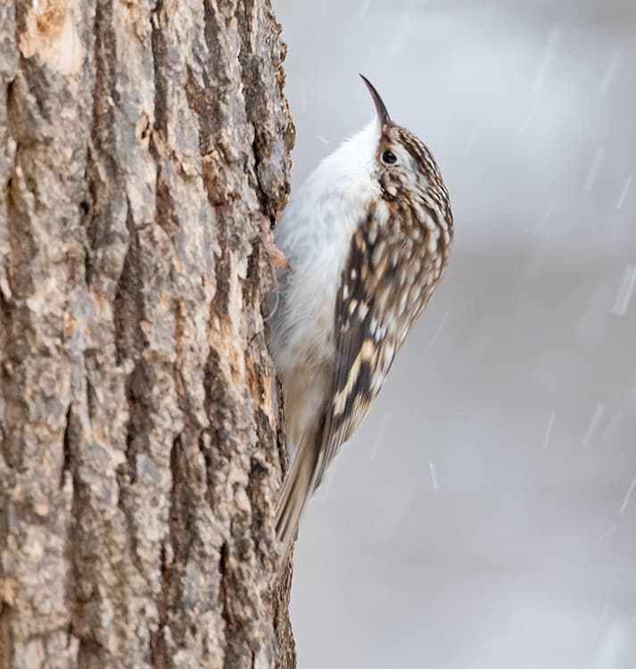 Brown Creeper