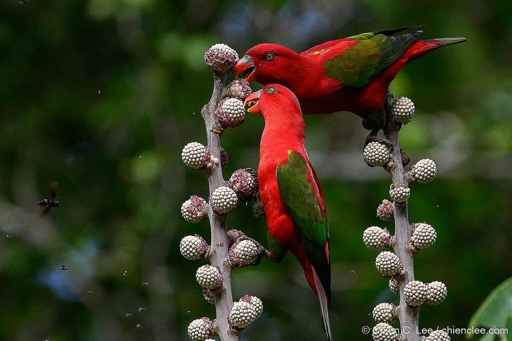 Chattering Lory