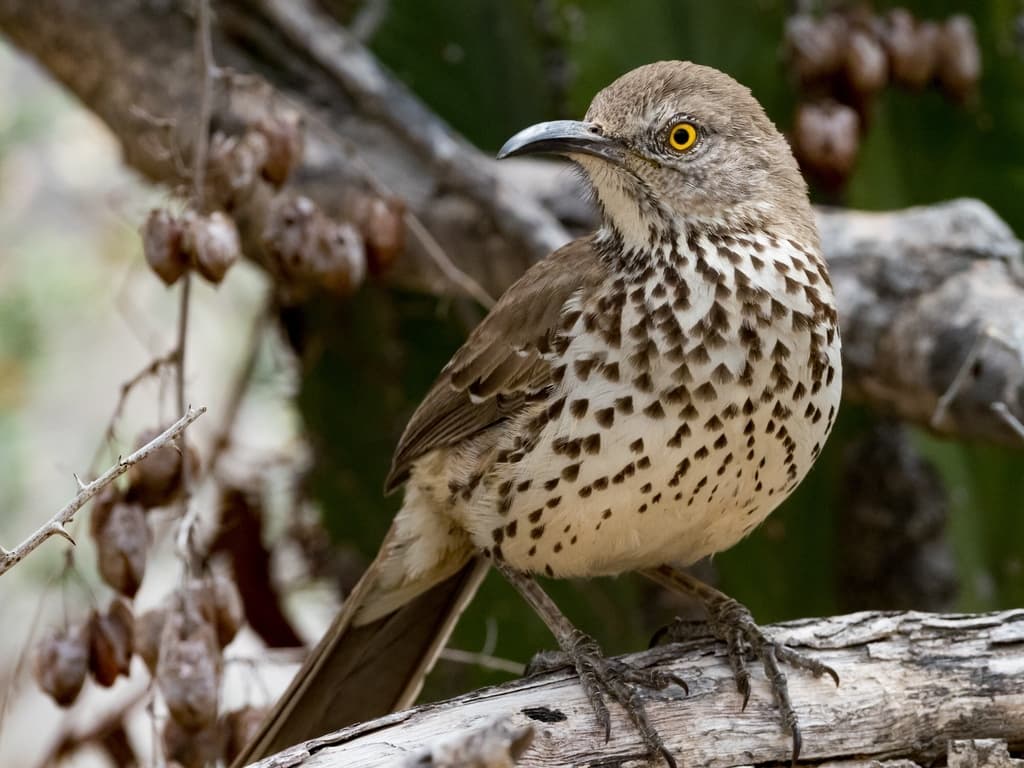 Gray Thrasher