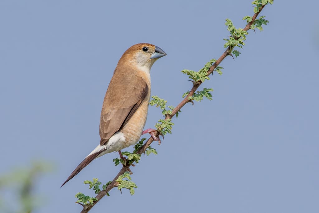 Indian Silverbill