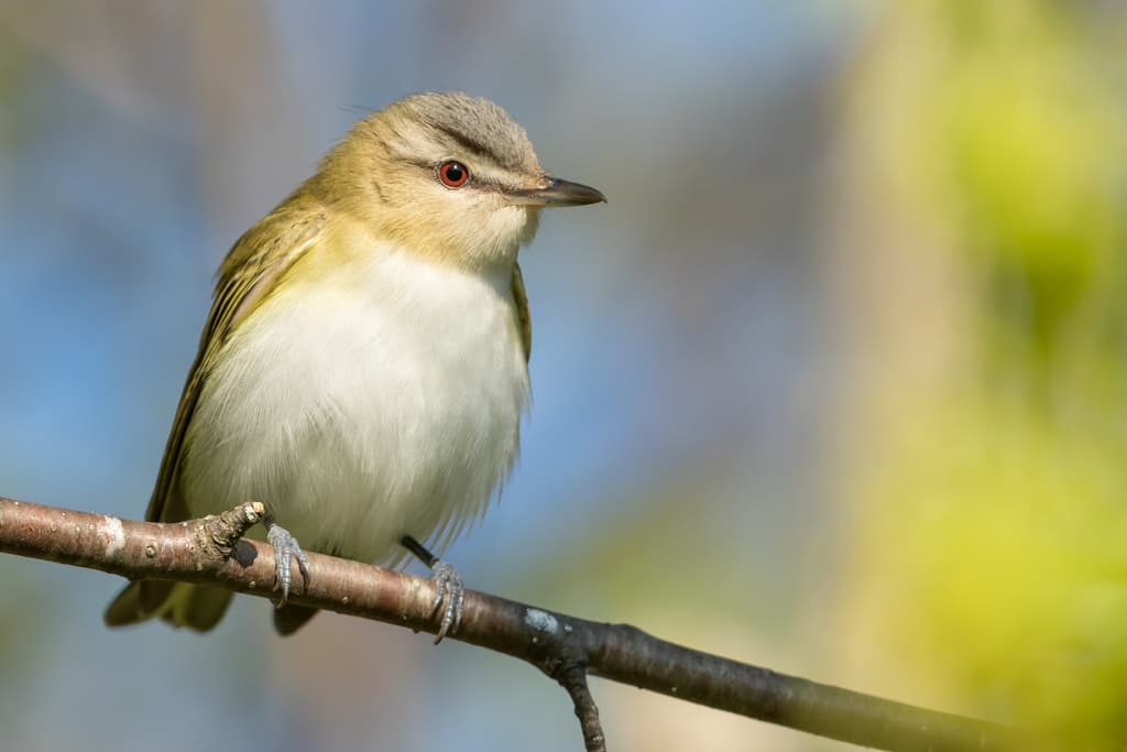 Red-eyed Vireo