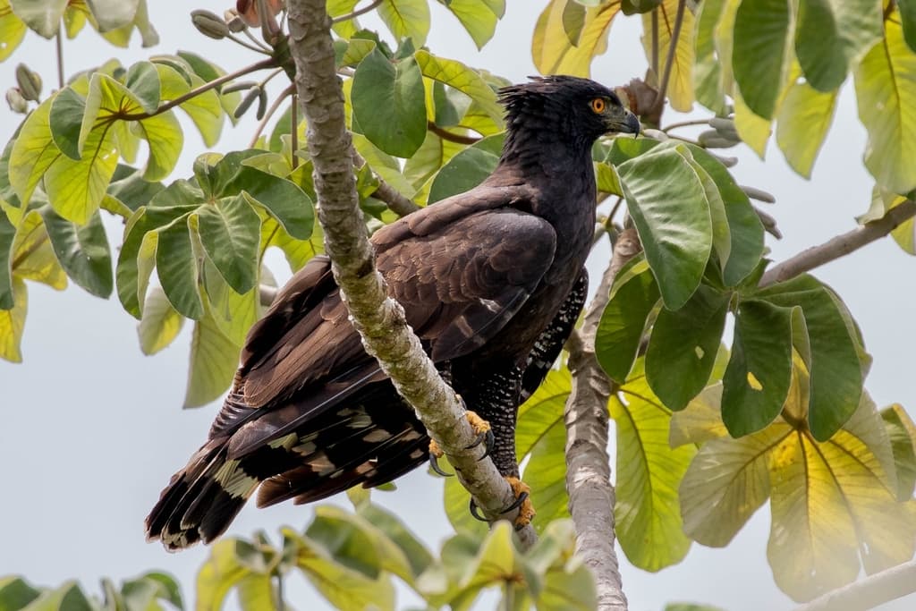 Black Hawk-Eagle