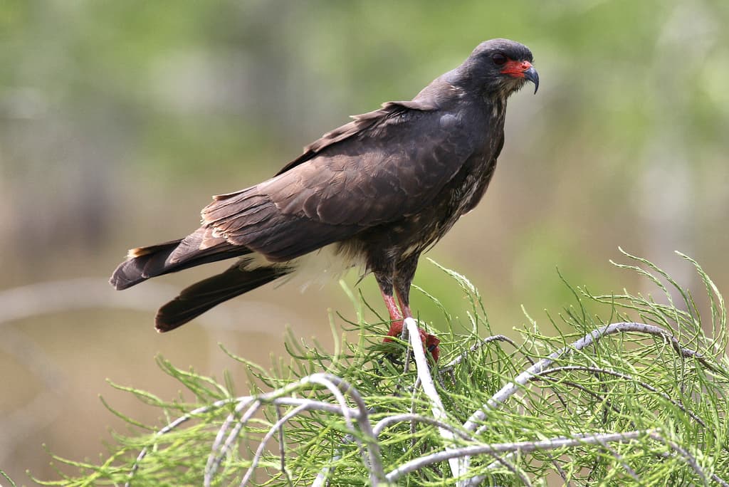 Snail Kite