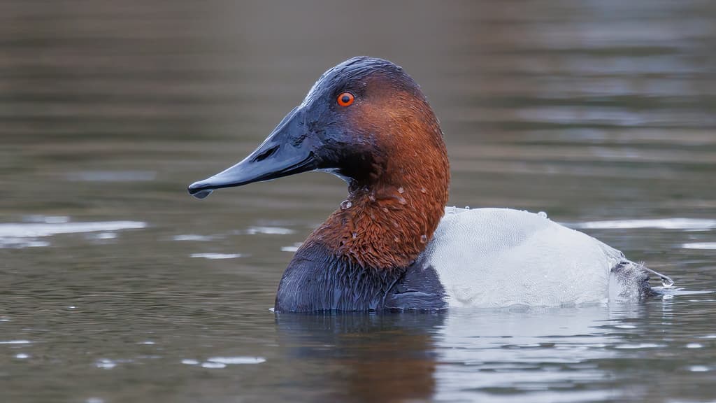 Canvasback