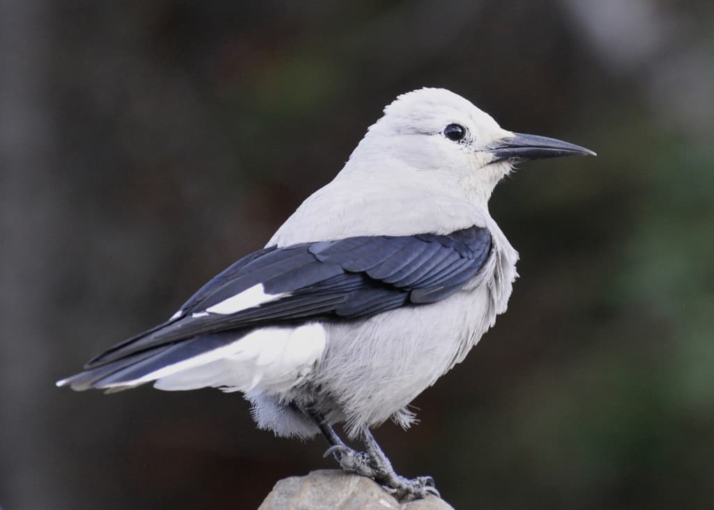 Clark's Nutcracker