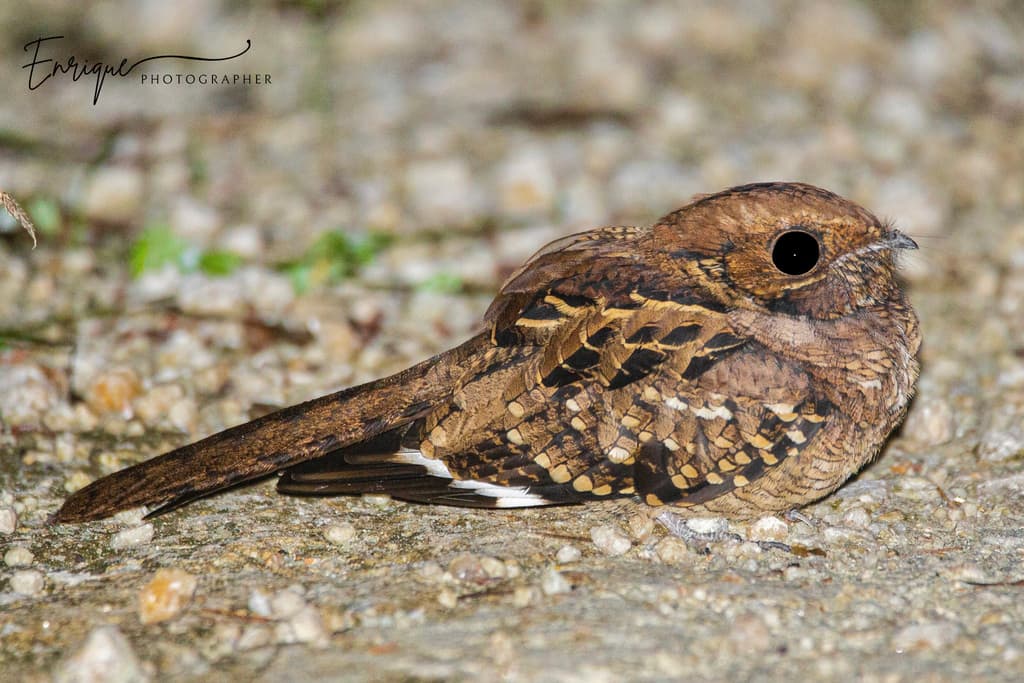 Common Pauraque