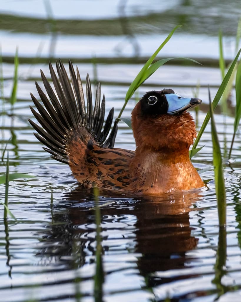 Masked Duck