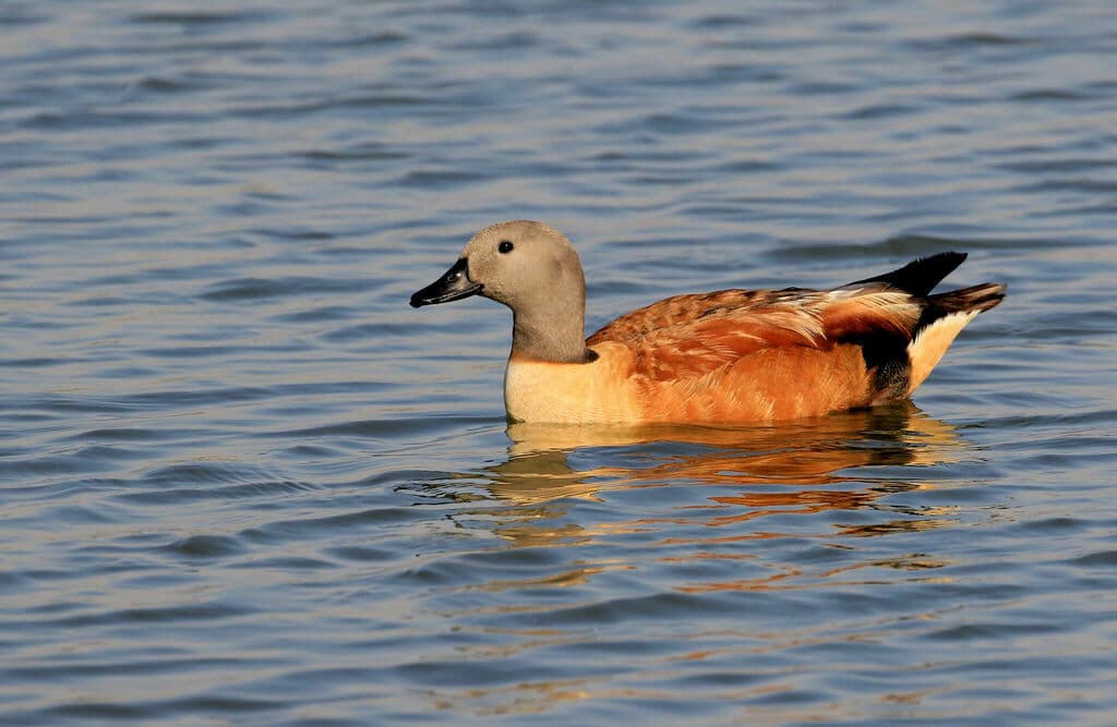 South African Shelduck