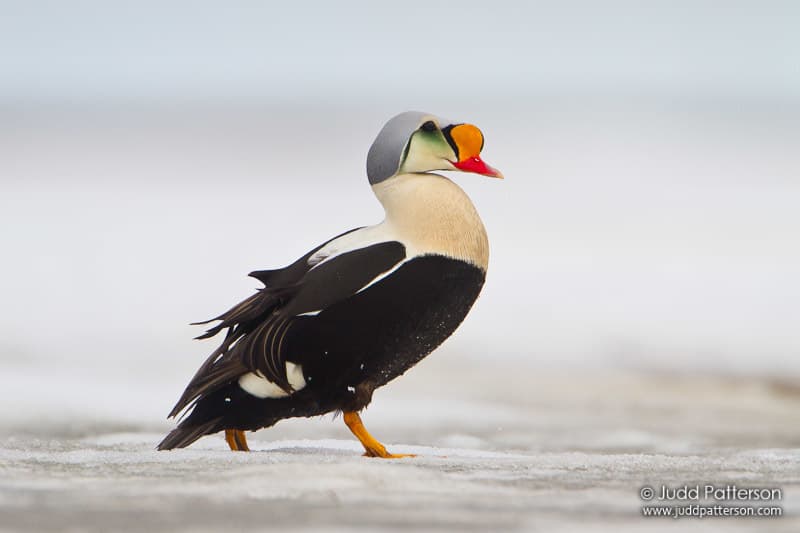 King Eider