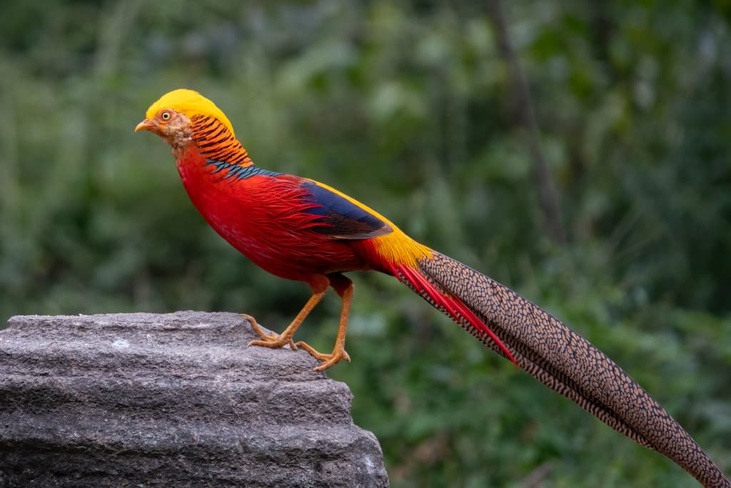 Golden Pheasant