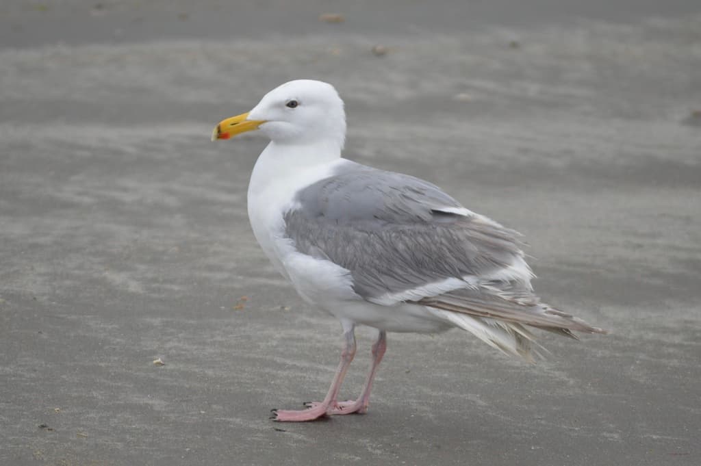 Glaucous Gull