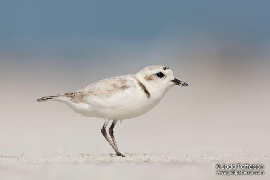 Snowy Plover