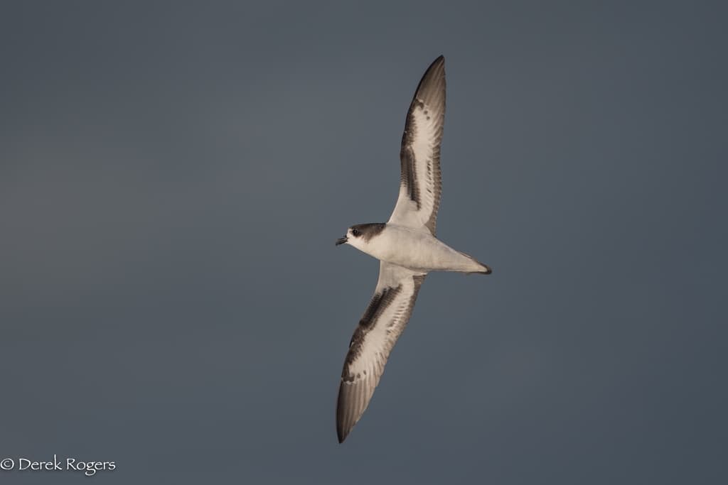 Bermuda Petrel