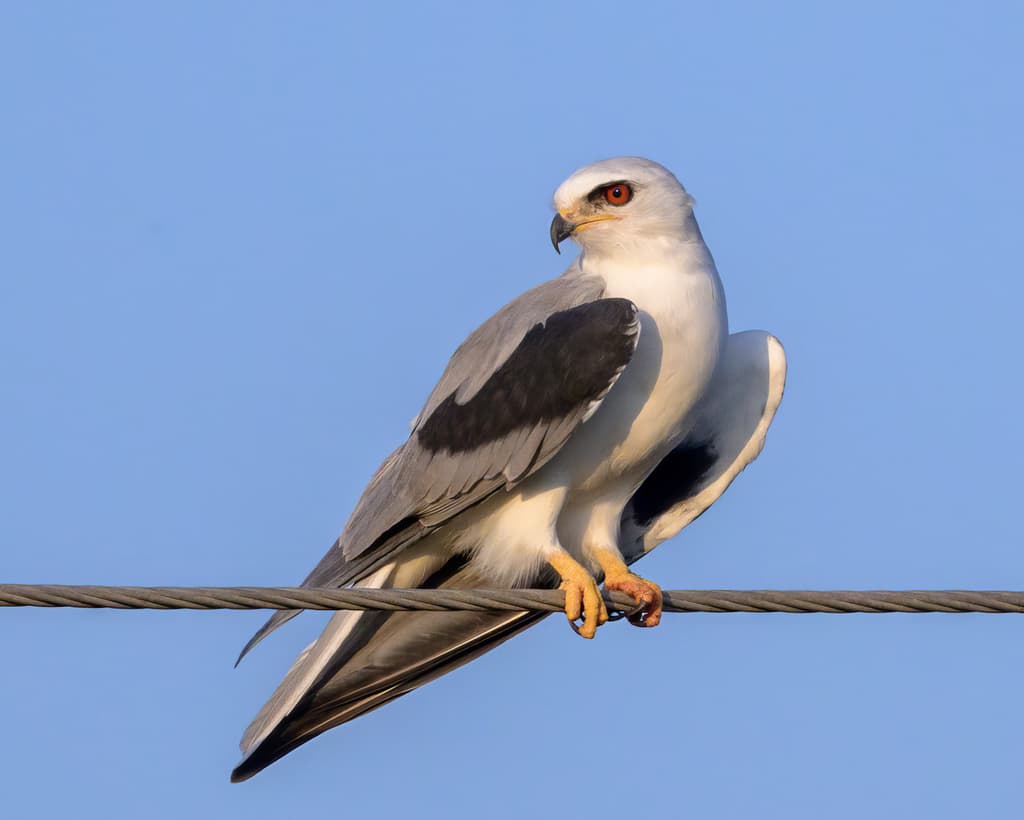 White-tailed Kite