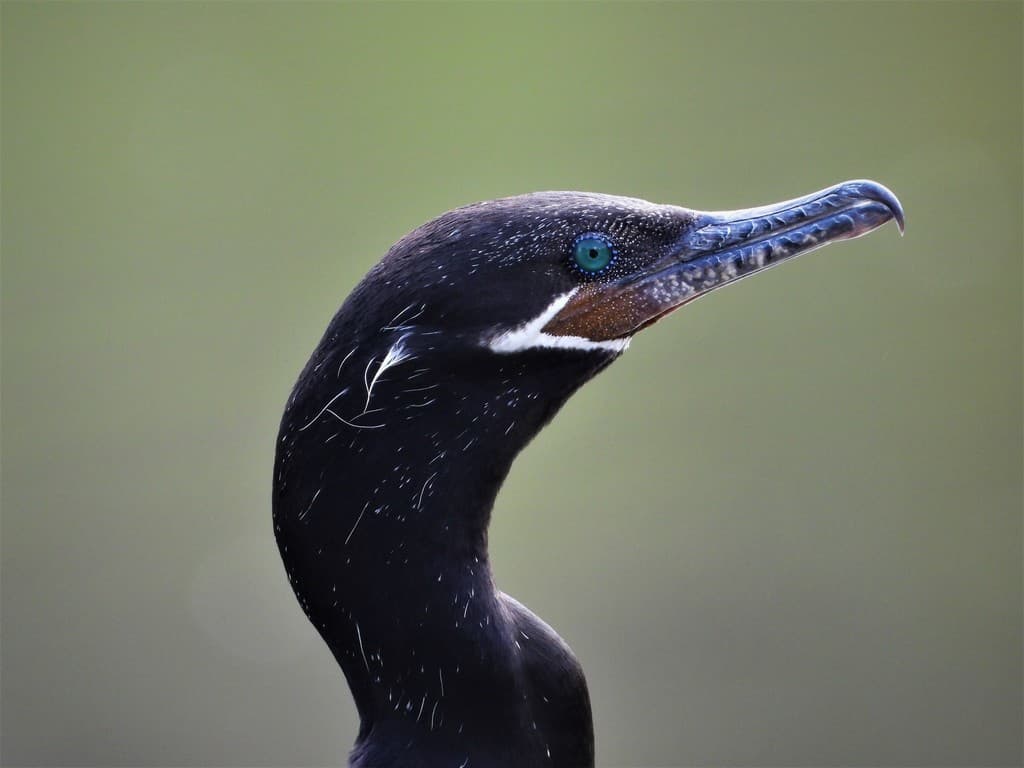 Neotropic Cormorant