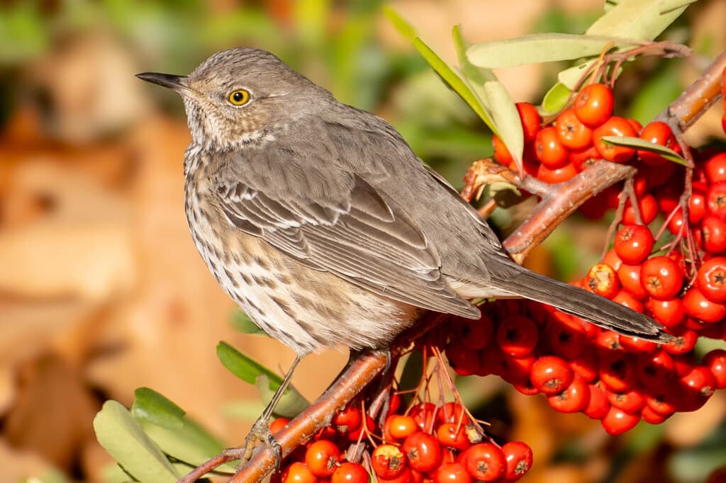 Sage Thrasher