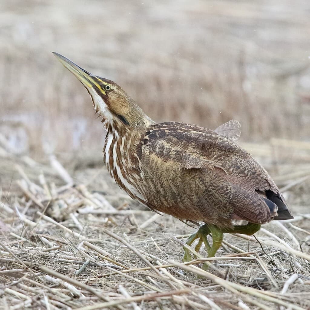 American Bittern