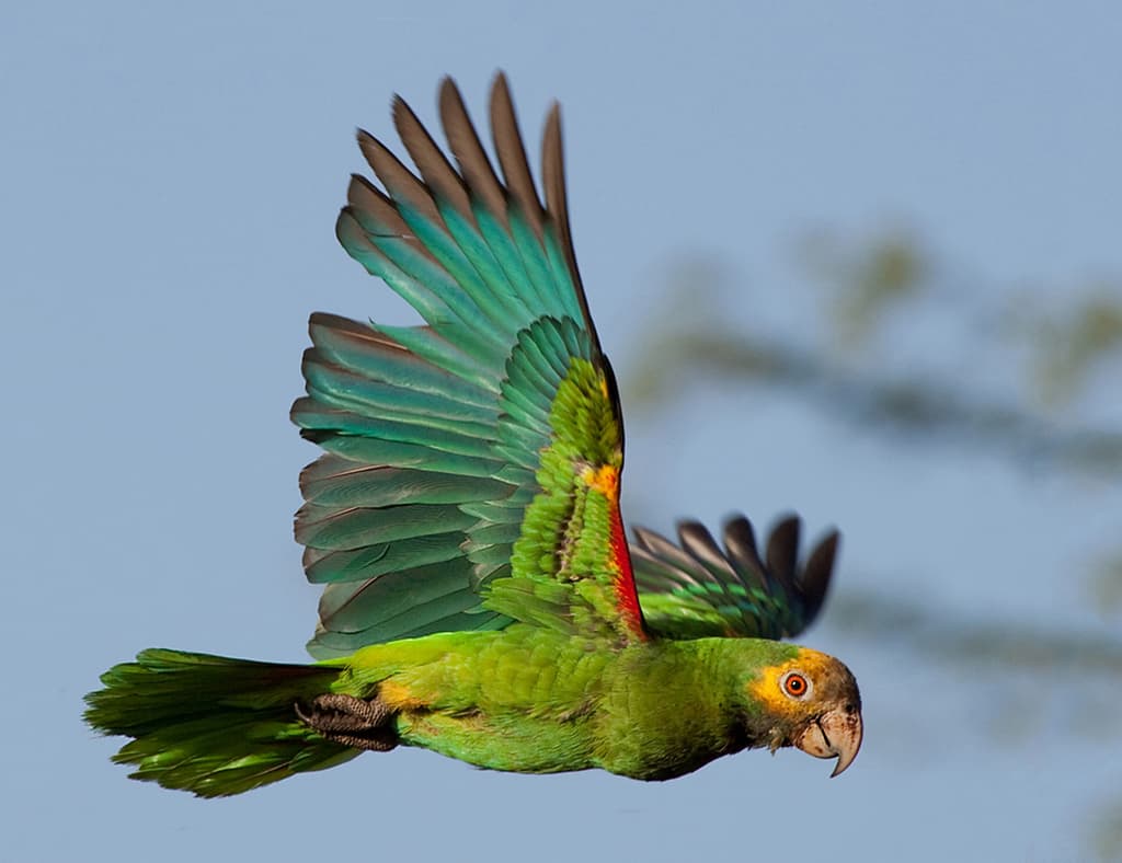 Yellow-shouldered Amazon