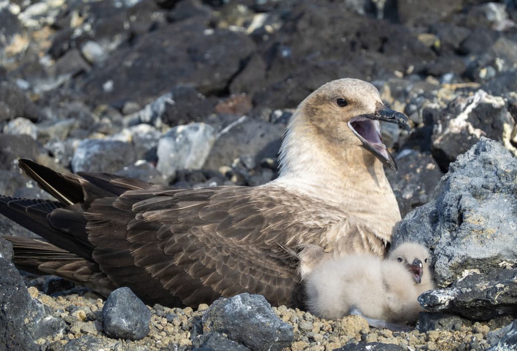 South Polar Skua