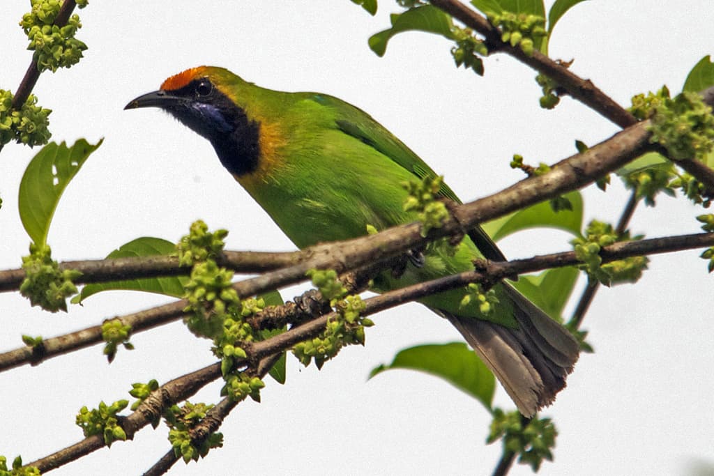 Golden-fronted Leafbird