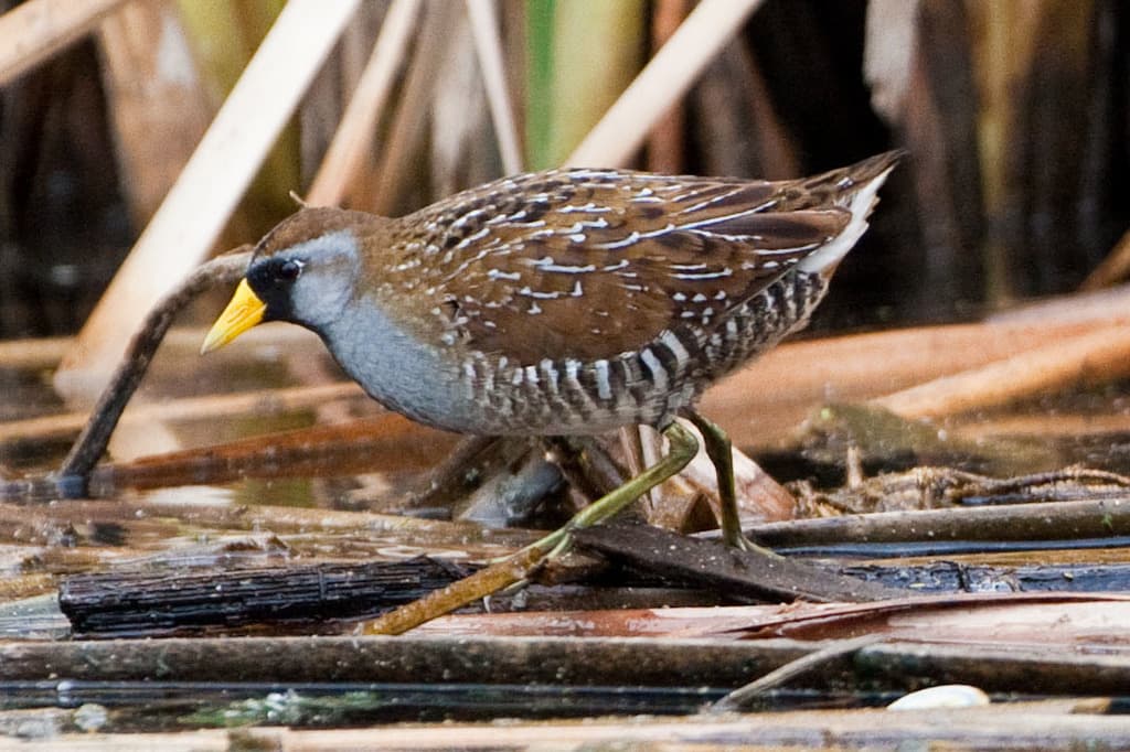 Sora
