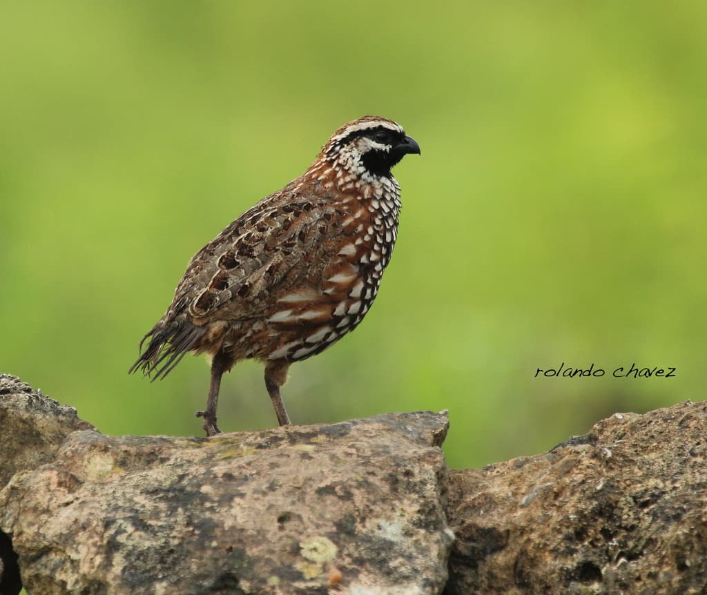 Black-throated Bobwhite