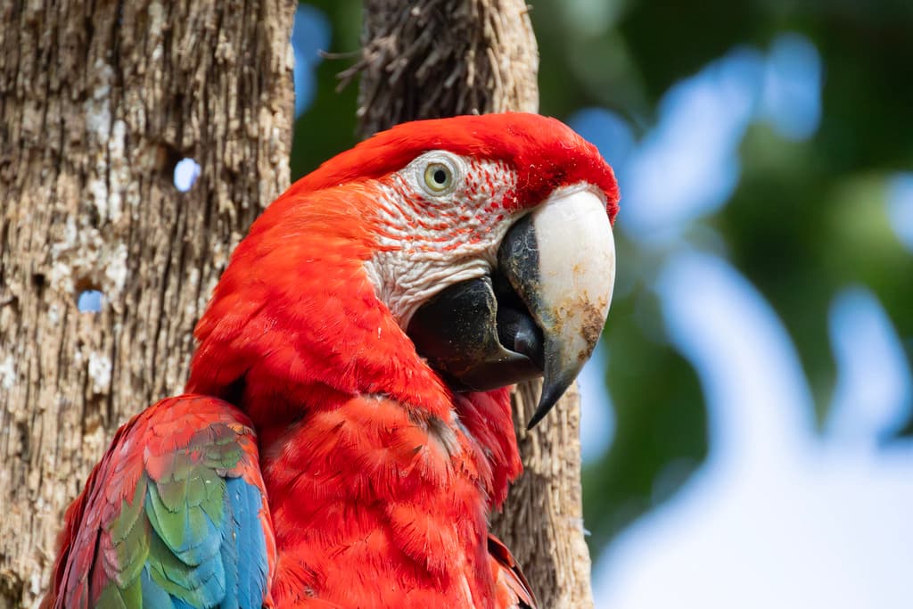 Red-and-green Macaw