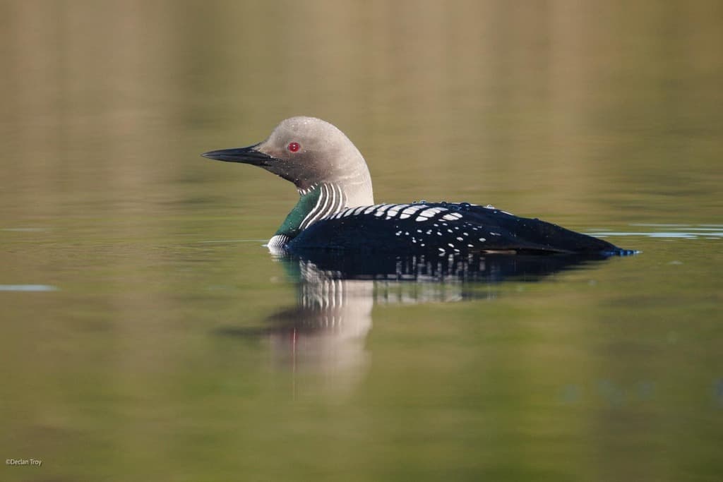Pacific Loon