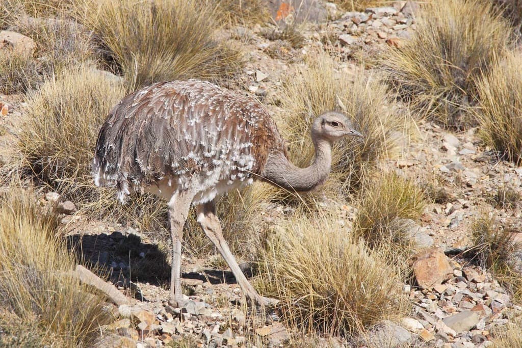 Lesser Rhea