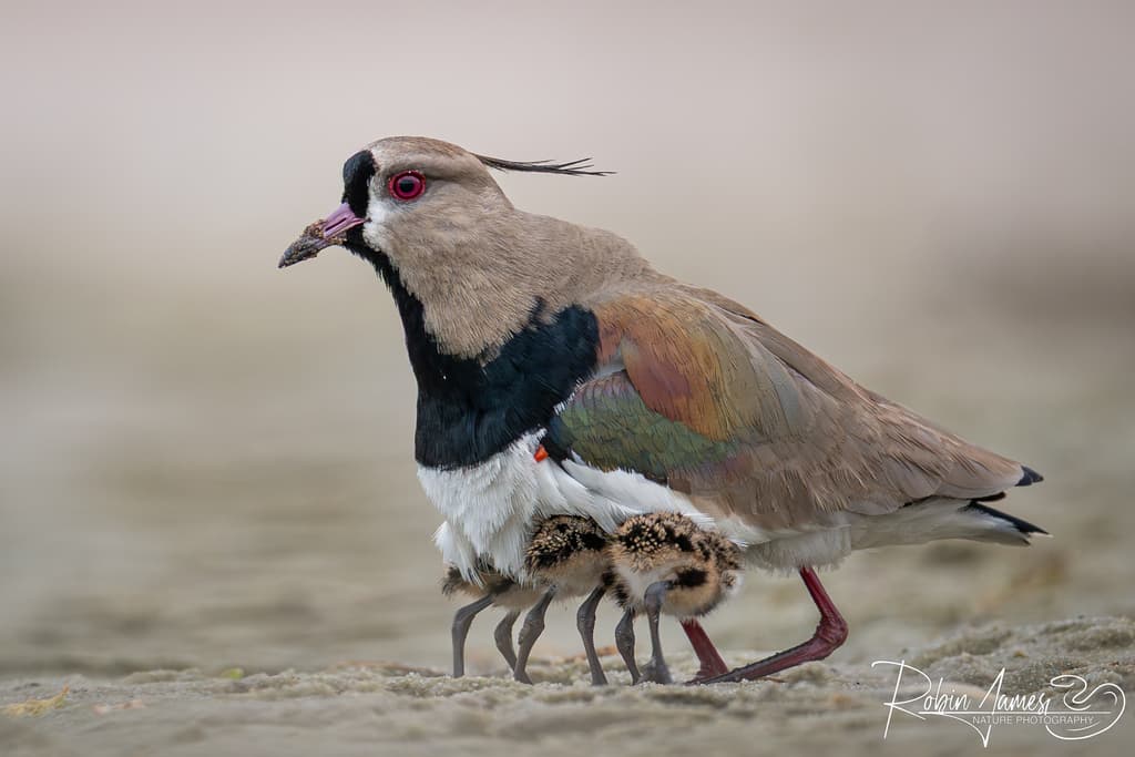 Southern Lapwing