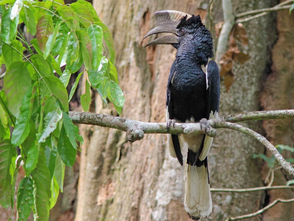 Black-and-white-casqued Hornbill