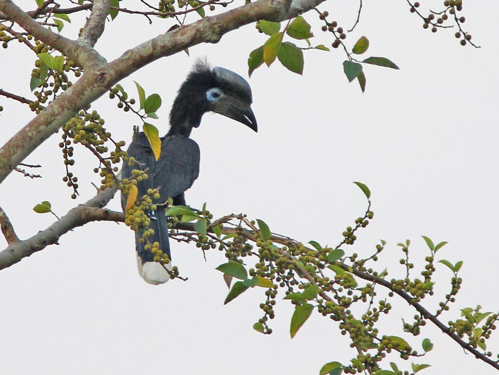 Black-casqued Hornbill