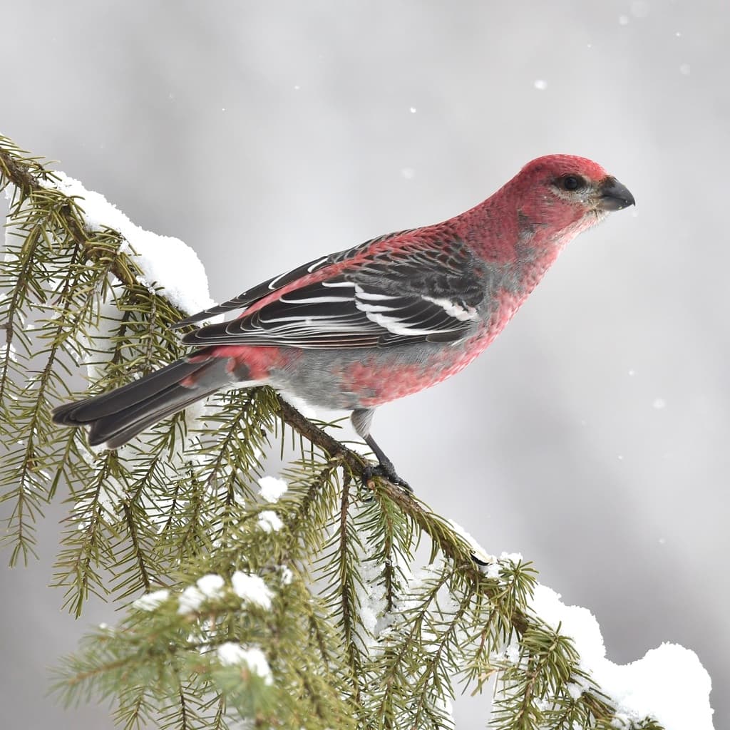 Pine Grosbeak
