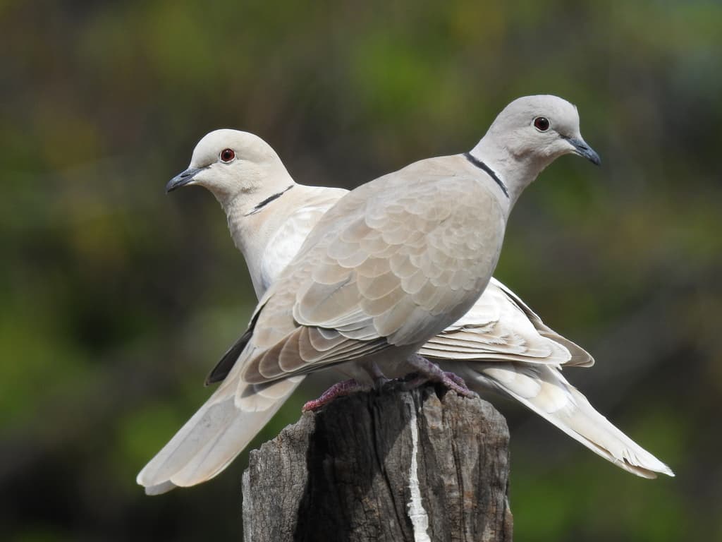 Eurasian Collared-Dove