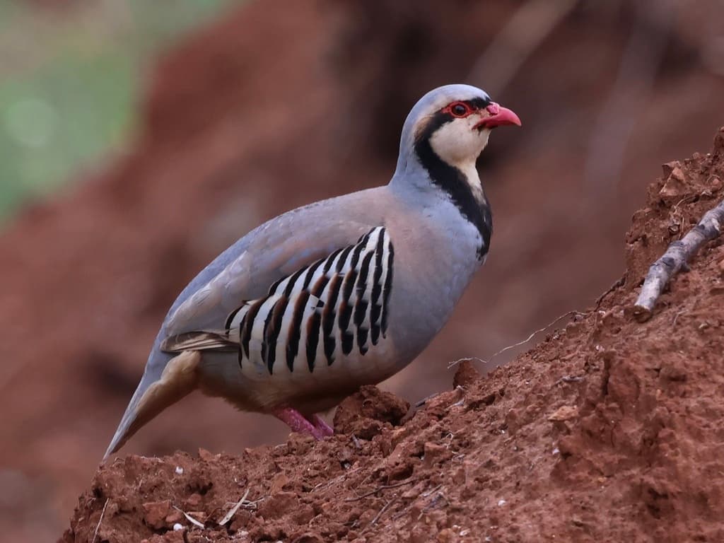 Chukar