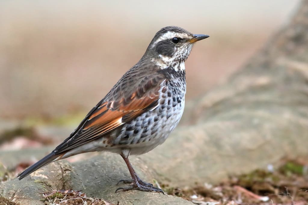Dusky Thrush