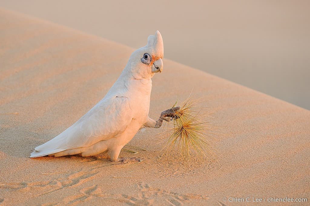 Little Corella