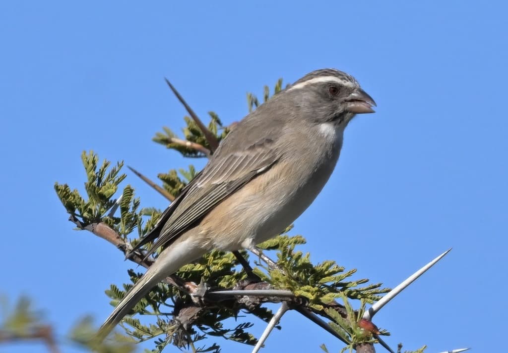Streaky Seedeater