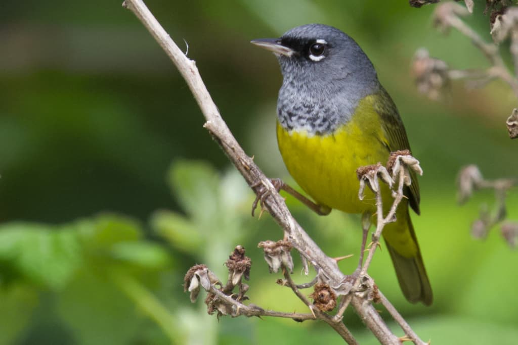 MacGillivray's Warbler