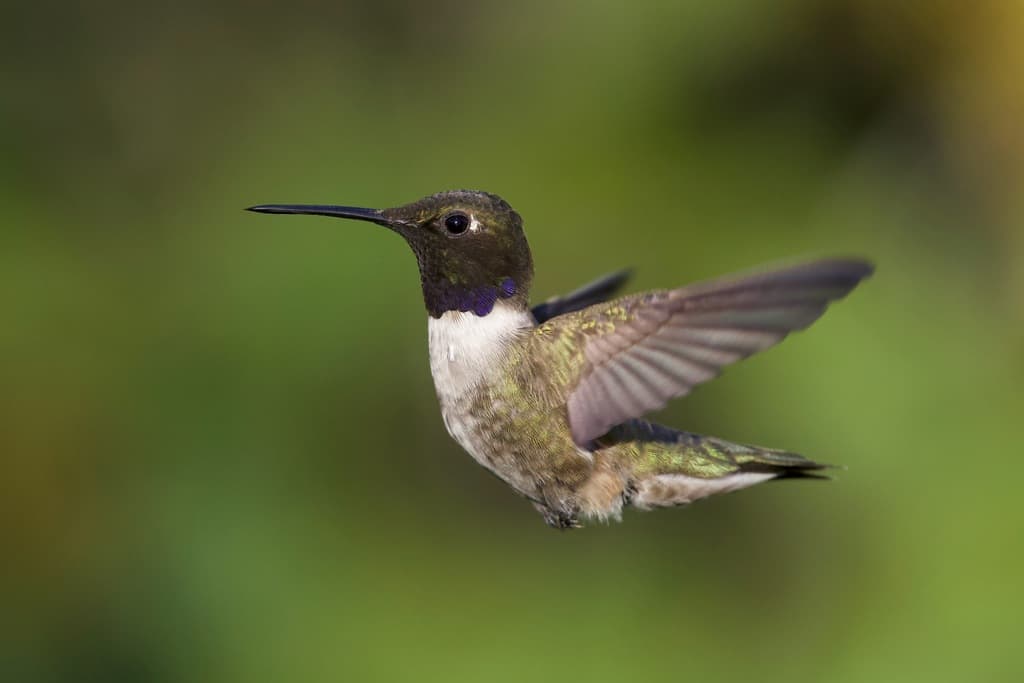 Black-chinned Hummingbird