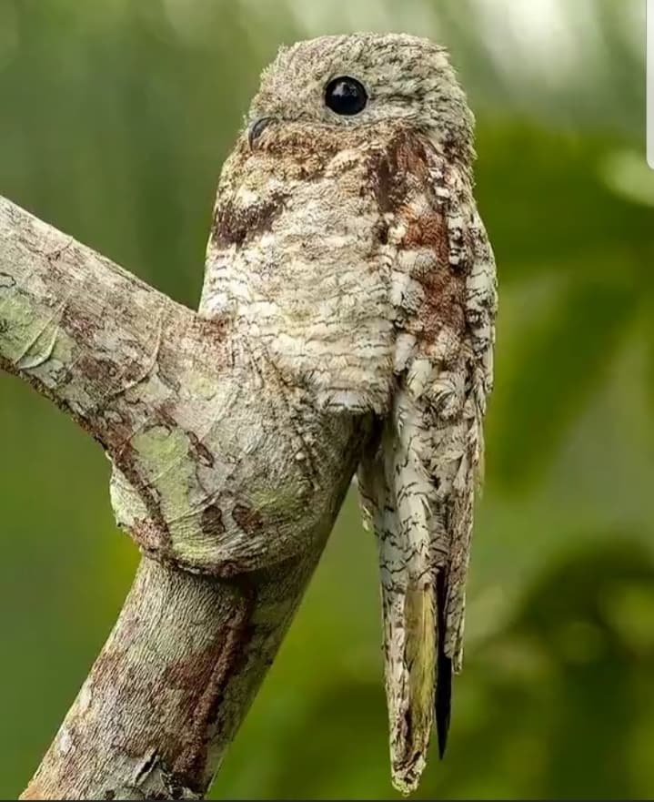 Great Potoo