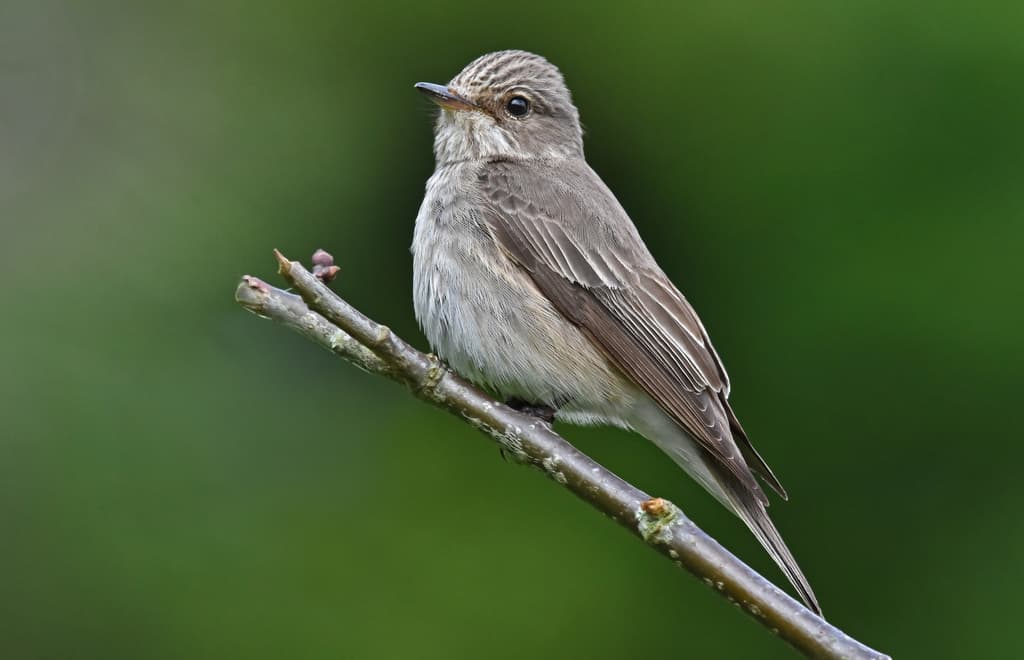 Spotted Flycatcher