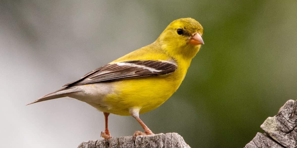 Birding in Borneo, Malaysia / Indonesia