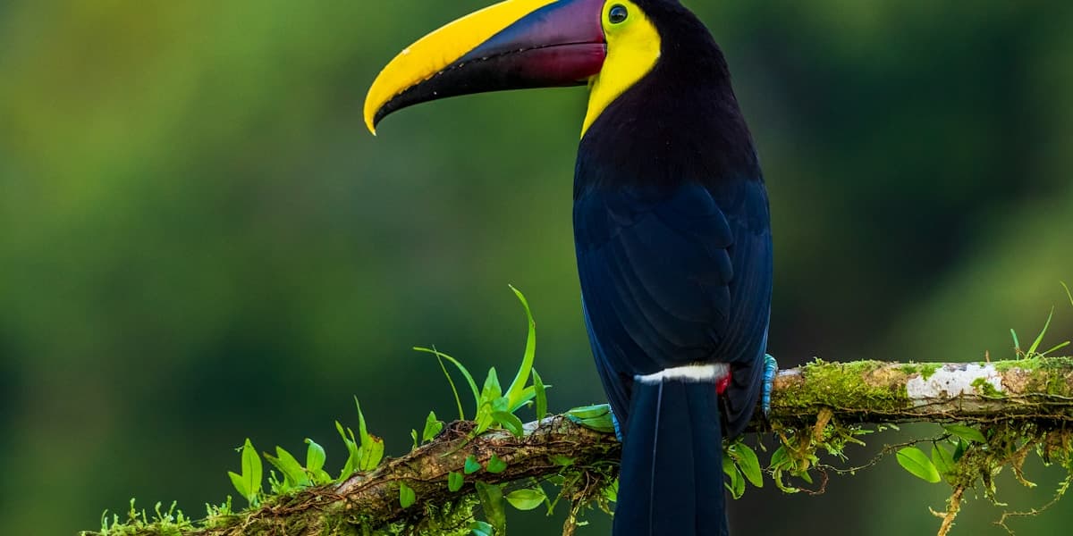 Birding in Costa Rica, Central America