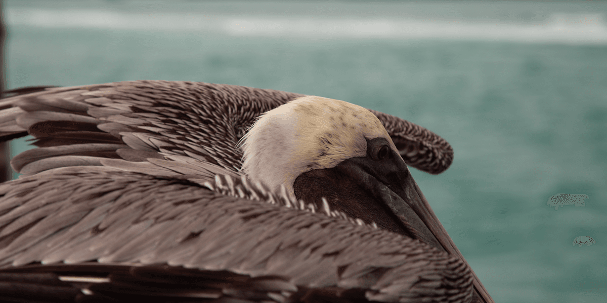 Birding in Galapagos Islands, Ecuador