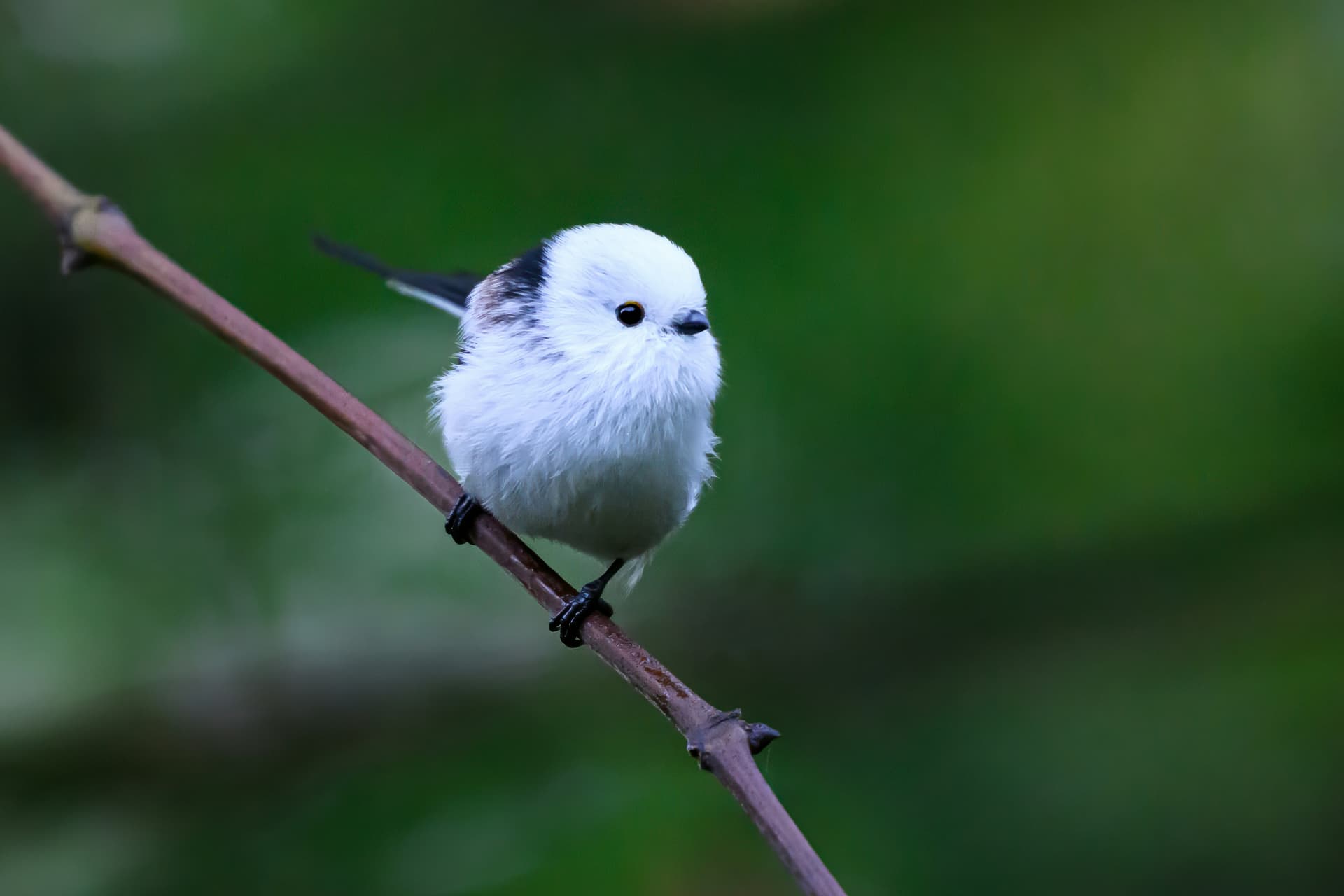 Birding in Hokkaido