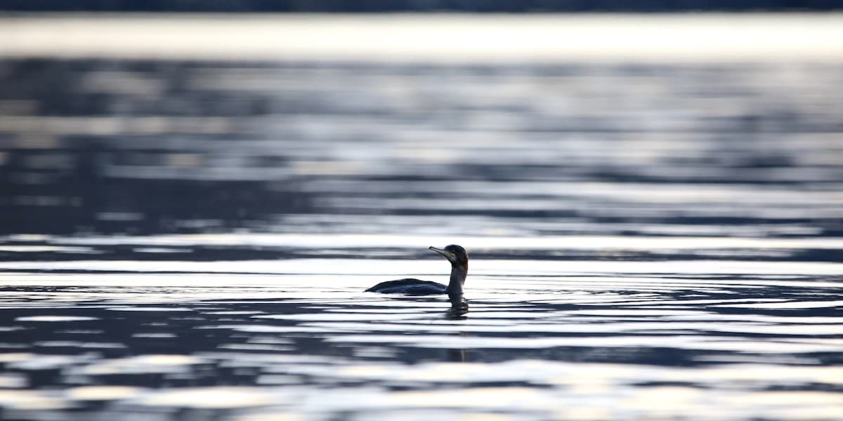 Birding in Scottish Highlands, United Kingdom