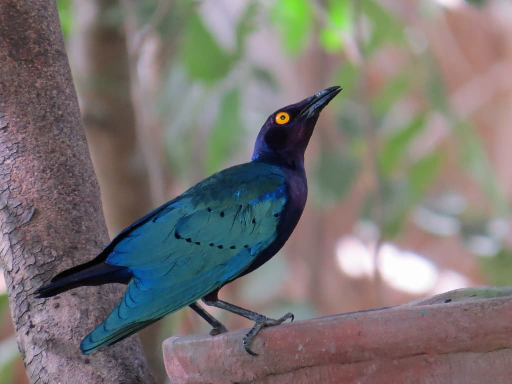 Purple Starling