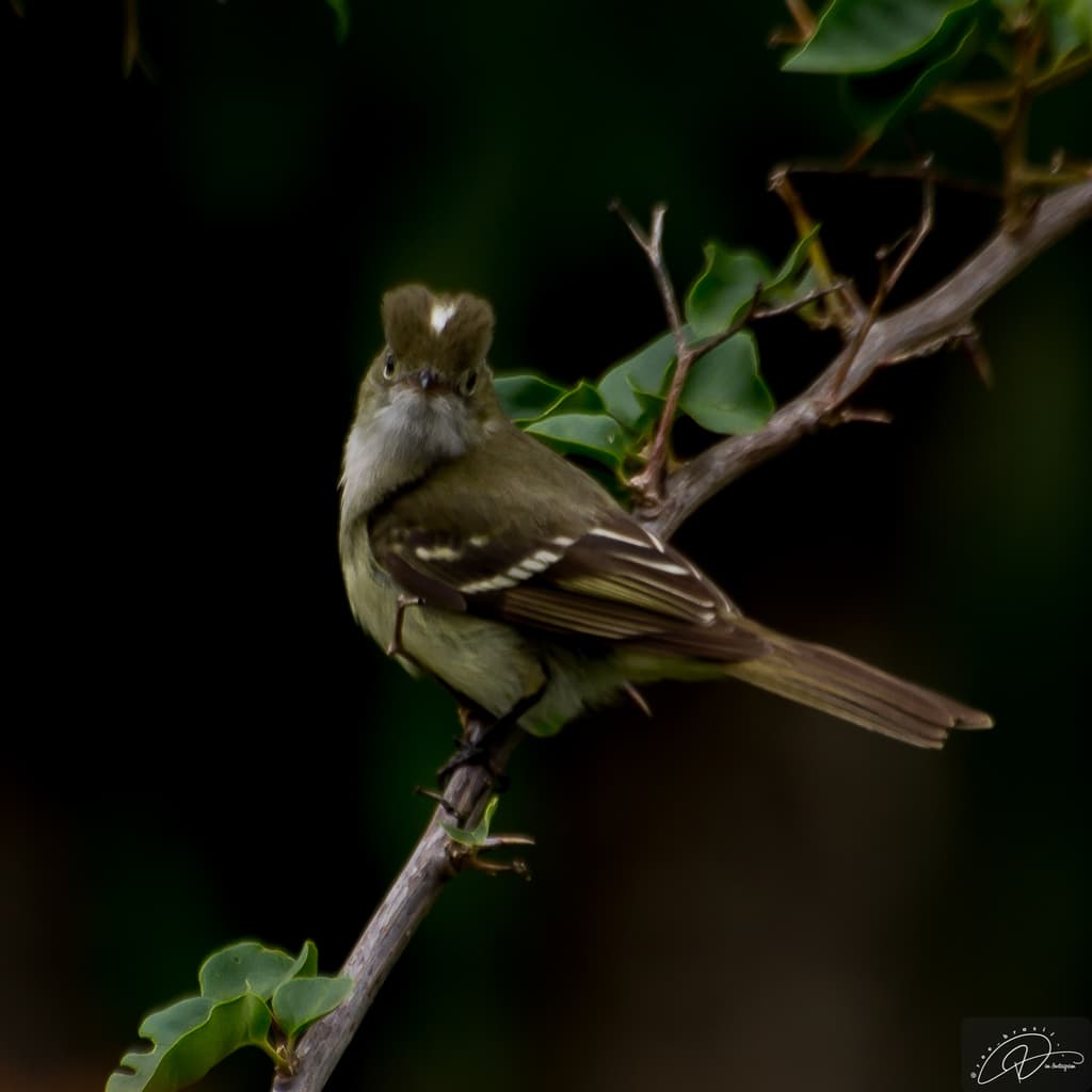 Small-billed Elaenia