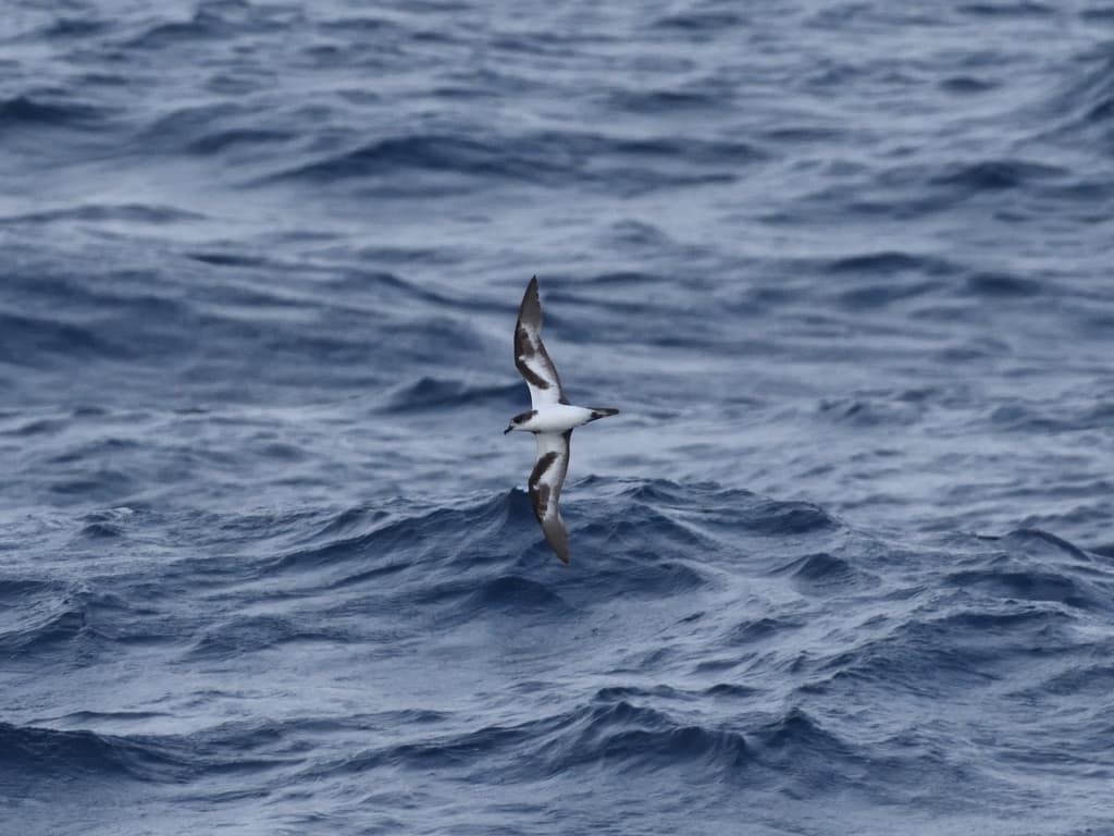 Bonin Petrel